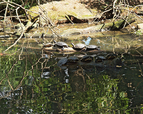 Turtles, Bronx Zoo
