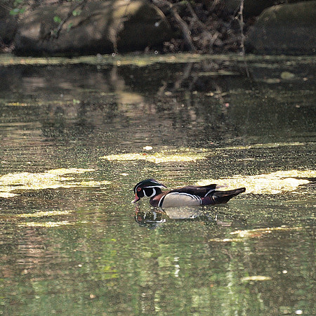 Wood Duck, NY Botanical Garden
