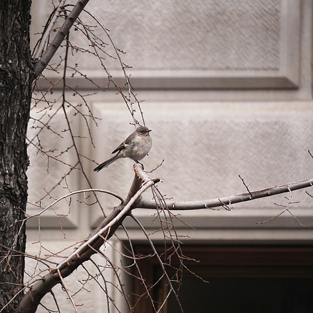Northern Mockingbird, Central Park West