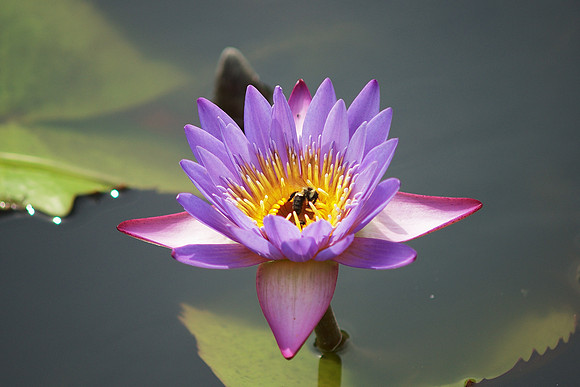 Bee and Water Lily
