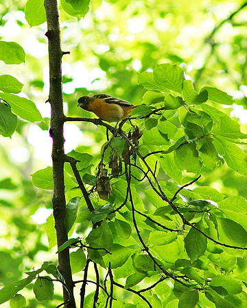 Baltimore Oriole, Central Park