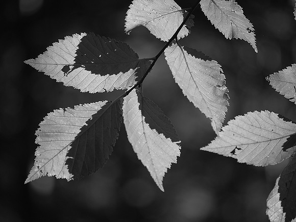 Leaves, Central Park
