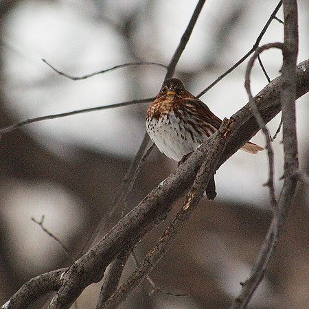 Fox Sparrow, Central Park