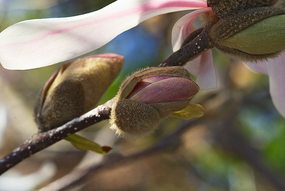 Chinese Magnolia buds