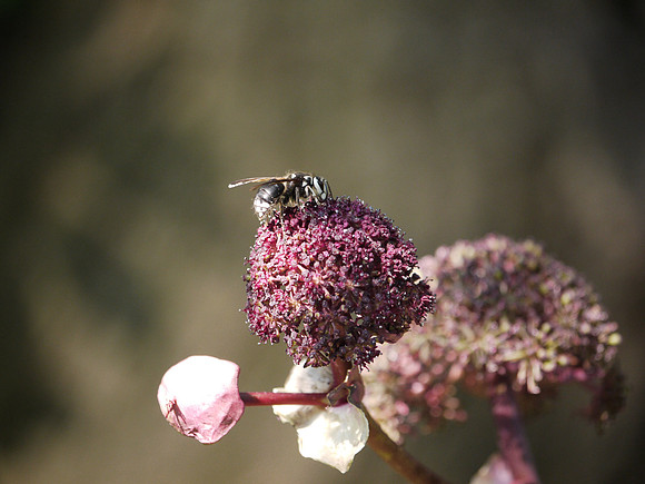 Wasp, Brooklyn Botanic Garden