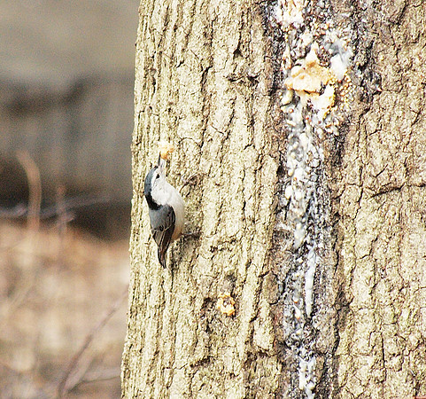 Nuthatch