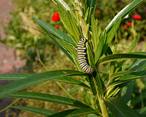 Monarch Caterpillar, Brooklyn Botanic Garden