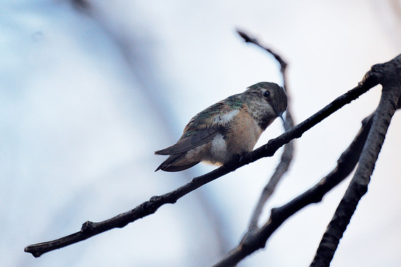 Rufous Hummingbird, Theodore Roosevelt Park