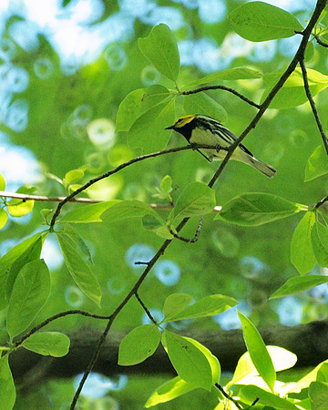 Black-Throated Green Warbler, Central Park