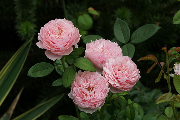 Roses