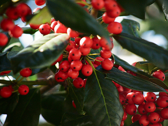 "to lie at last among the red berries"