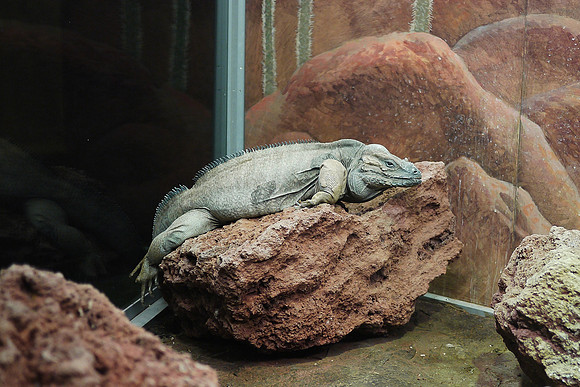Rhinoceros Iguana, American Museum of Natural History