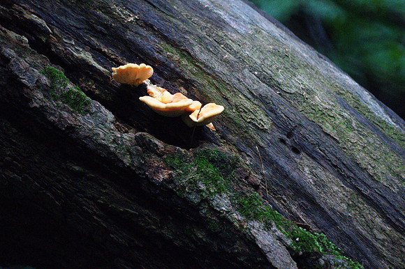 Tree fungus and lichen, Central Park