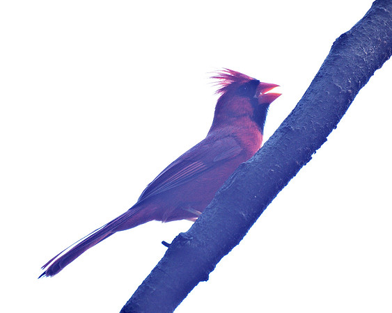 Cardinal, Central Park
