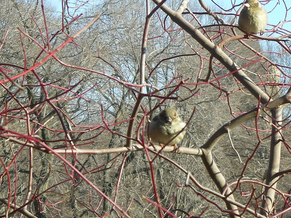 Who's all puffed up?