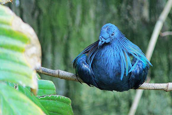 pleasingly plump pigeon