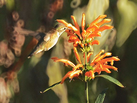 Rufous Hummingbird, Central Park Conservancy Garden