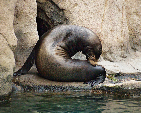 Toroidal sea lion