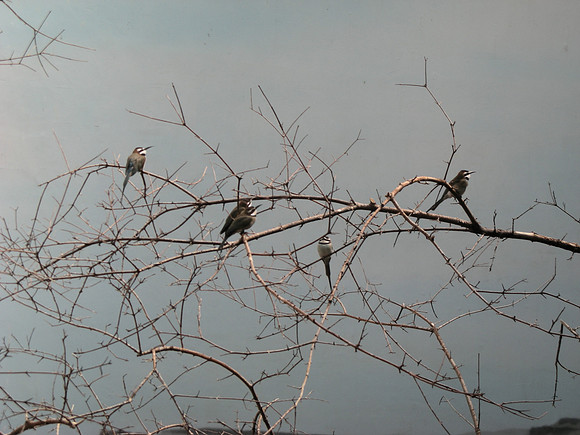 Bee-eaters