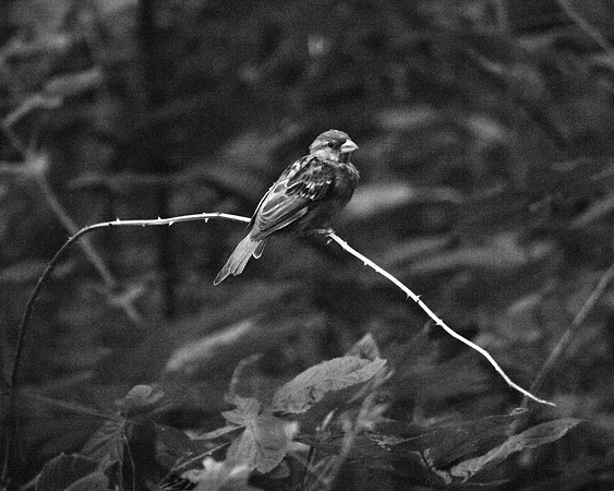 Sparrow