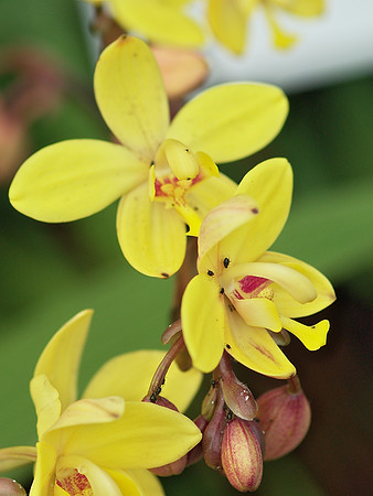 Spathoglottis plicata and friends