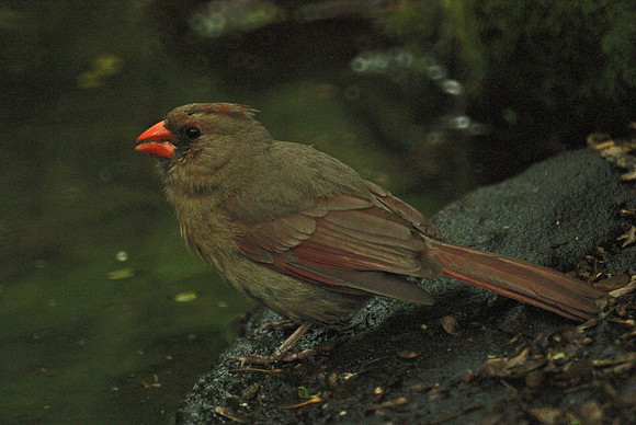 Cardinal at the water's edge