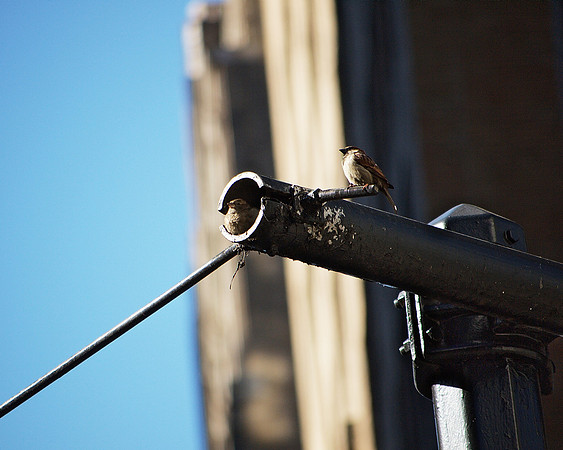The Sparrows at Home