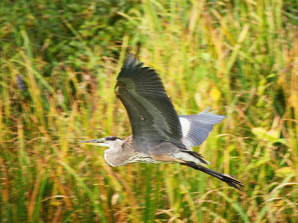 Great Blue Heron, Turtle Pond