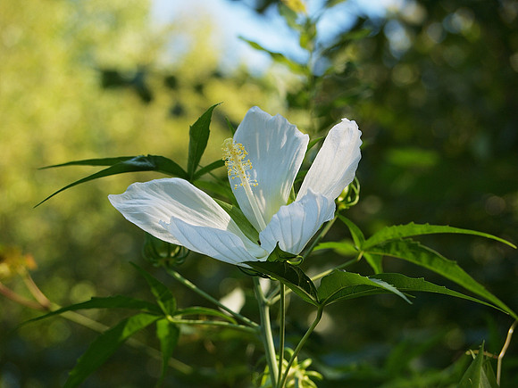 Hibiscus, Queens Zoo