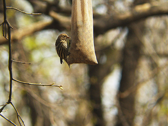 Pine Siskin, concentrating