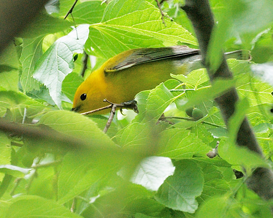 Prothonotary Warbler, Central Park