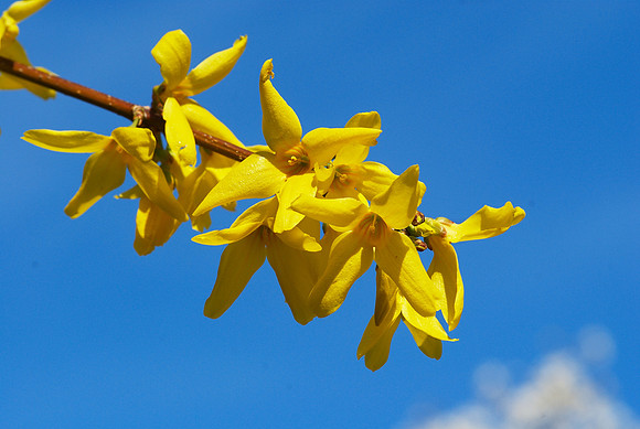 Forsythia floating away