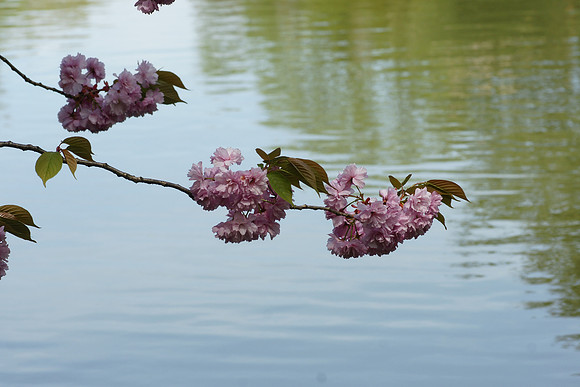 Cherry blossoms, Brooklyn Botanic Garden
