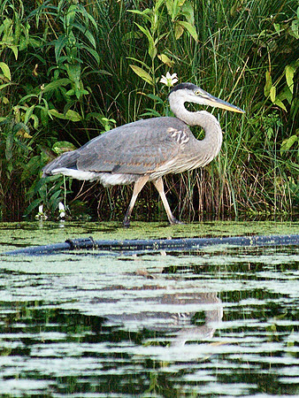 Great Blue Heron, Turtle Pond