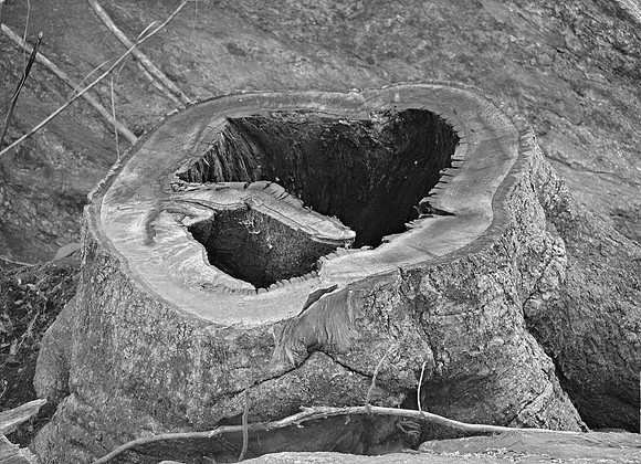 Tree stump, The Ramble