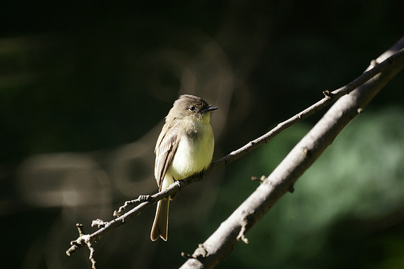 Eastern Phoebe, Central Park