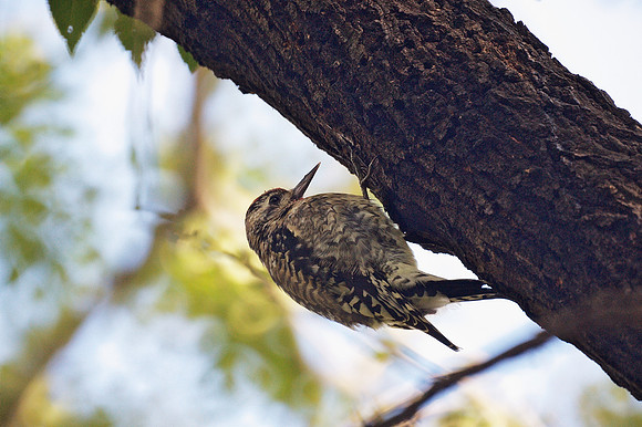 Very Fat Sapsucker
