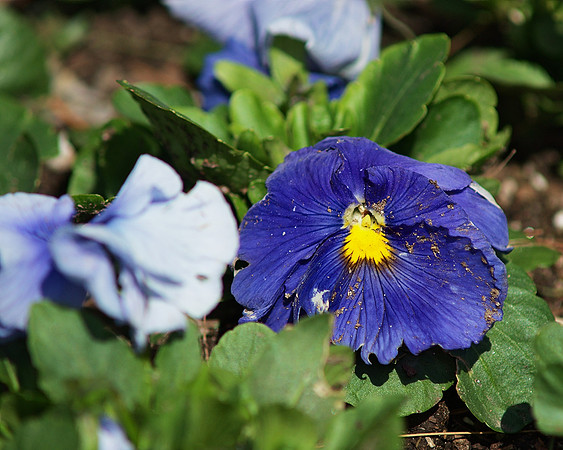 neglected flower