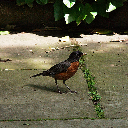 one sharp robin