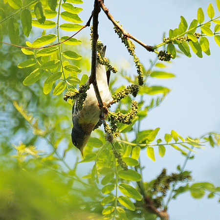 Northern Parula Warbler, Central Park