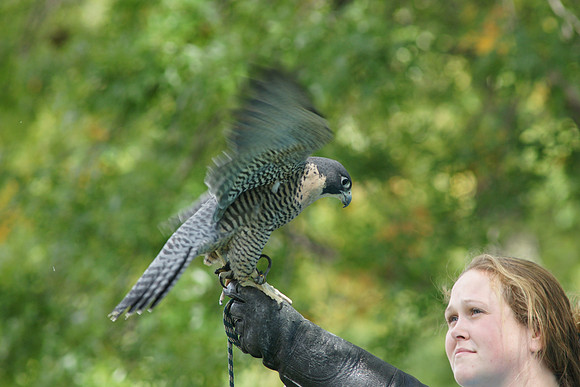 Peregrine
