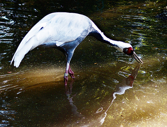 Crane Arc