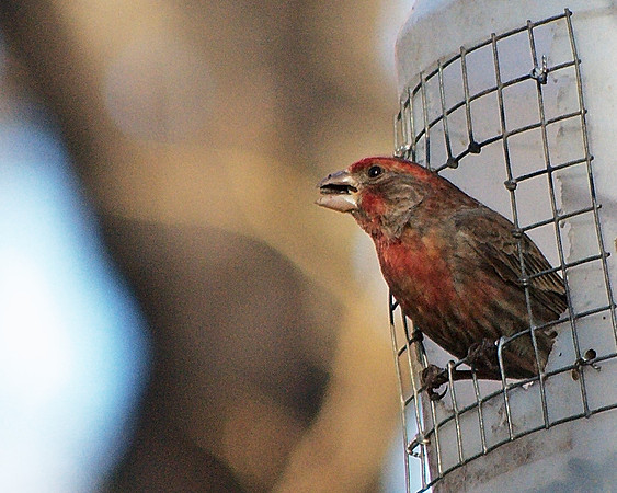 House Finch