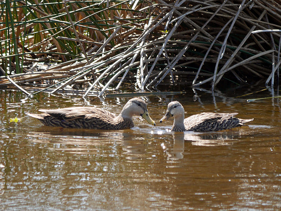 Mottled Ducks, Green Cay
