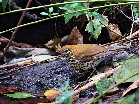 Thrush, Central Park