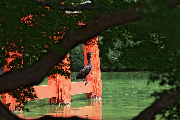 Cormorant calling, Brooklyn Botanic Garden