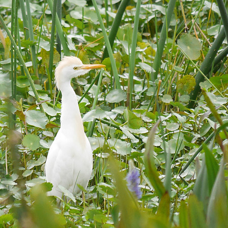 Cattle Egret, Green Cay