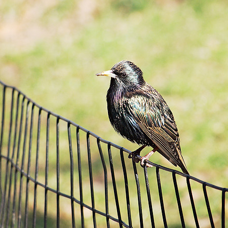 Glorious day, glorious starling