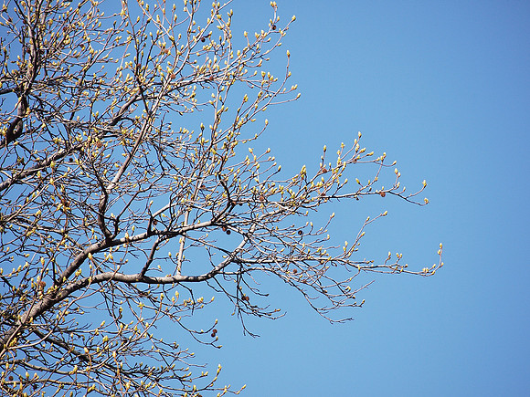 Sweetgum