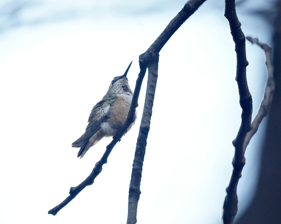Rufous Hummingbird, Theodore Roosevelt Park